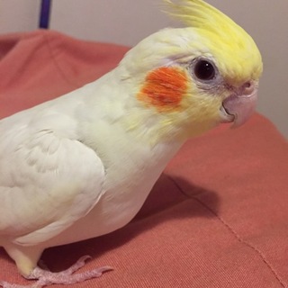 オカメインコの里親さん募集