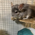 ご応募多数の為一旦募集停止します