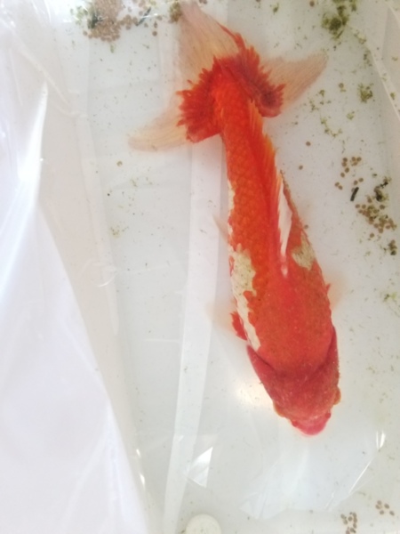 大きい金魚お譲り致します 岩手県 熱帯魚 観賞魚の里親募集 2214 ペットのおうち 月間利用者150万人