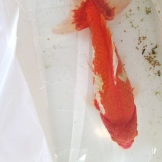大きい金魚お譲り致します
