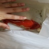 大きい金魚お譲り致します サムネイル2