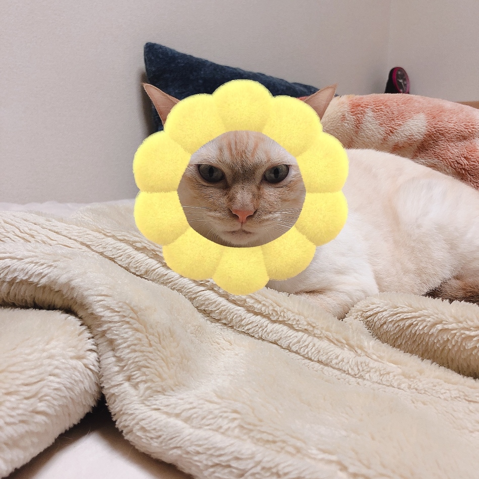 にーじろうのカバー写真