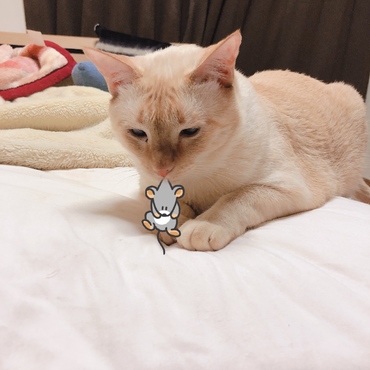捕まえた！