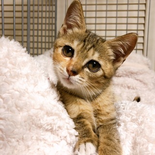 人見知り、猫見知り、場所見知り、なし！