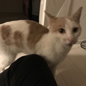 白と茶色の子猫