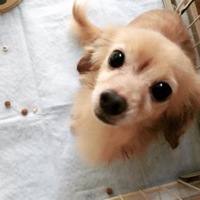 かりん