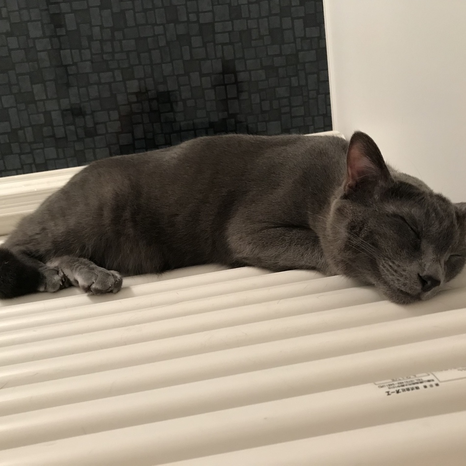 ノアのカバー写真