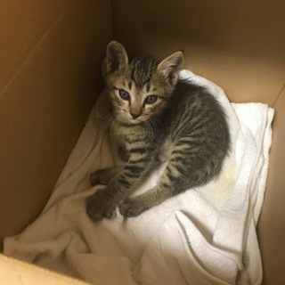 推定生後2カ月の子猫ちゃんです。