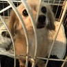 うるうる