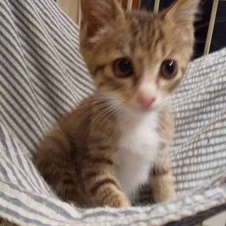 甘えん坊の麦ちゃん