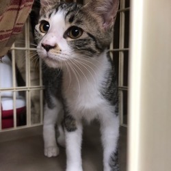 三重県津市９月２９日(日）ほんわか猫な日々猫の譲渡会 サムネイル2