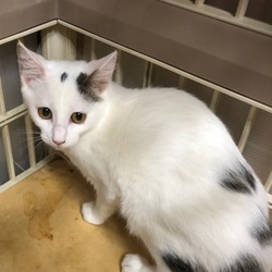 三重県津市９月２９日(日）ほんわか猫な日々猫の譲渡会 サムネイル3