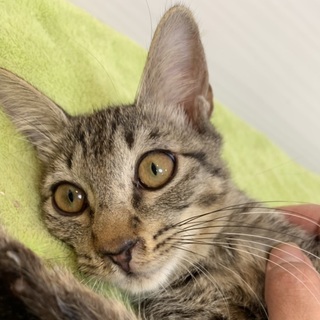 【小平市】ハスナ