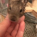 ブルーデグー♀