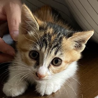 可愛い三毛♀2か月(3兄弟）里親決定♪