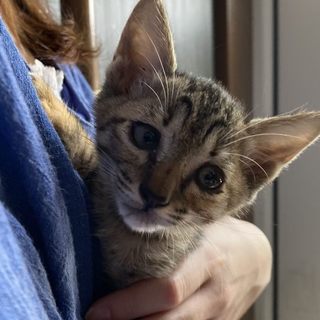 可愛いキジトラ♀2か月(3兄弟）里親決定♪