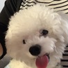 せいちゃんまま
