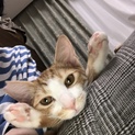 お膝にのるのが大好き ルフィー君