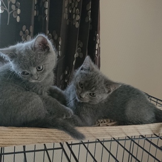 7月2７日生まれの子猫ちゃん