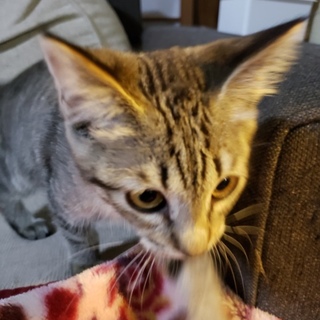 キジトラこねの里親を募集しています。