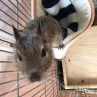 わたちちゃん