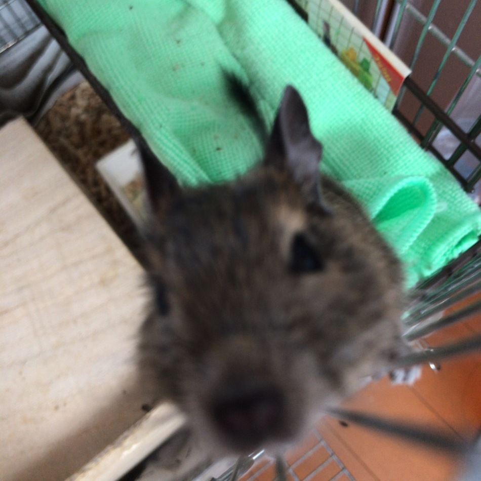 わたちちゃんのカバー写真