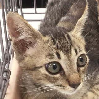 企業で保護した 可愛いキジ柄★八雲君