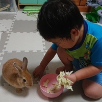 きなこ