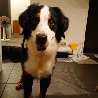 カエデちゃん：バーニーズ