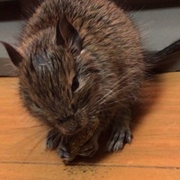 僕ちゃん