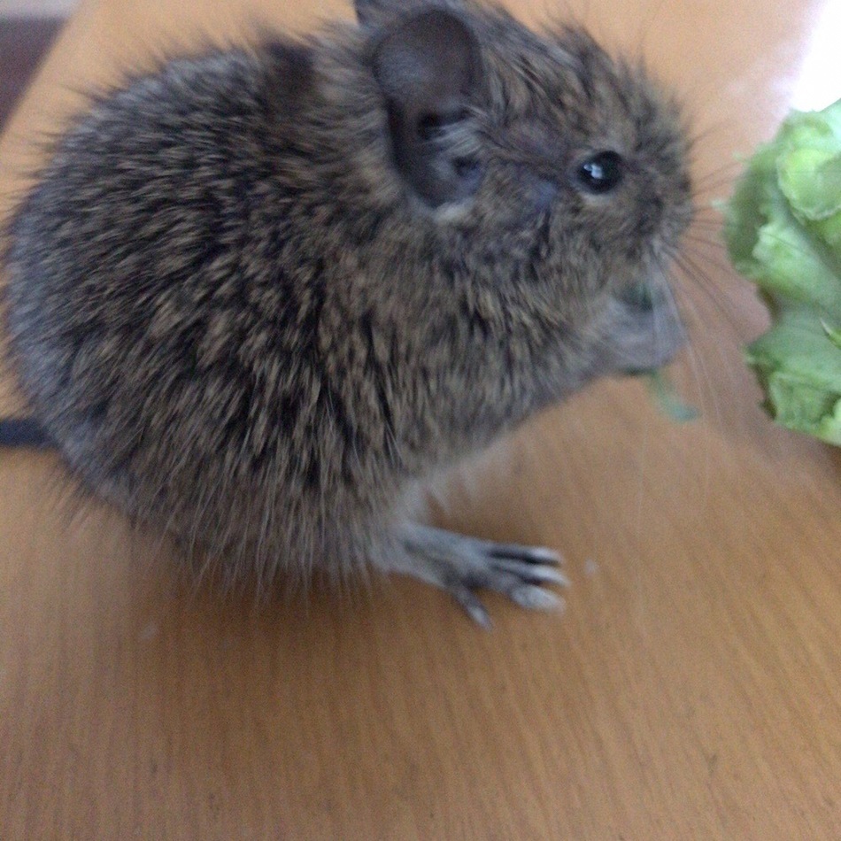 僕ちゃんのカバー写真