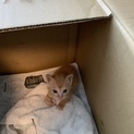 可愛い子猫です