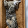 お気に入りのハンモックでzZZ