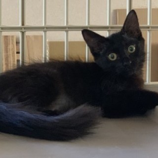 ふわふわゴージャスな長毛になりそうな黒猫ちゃん