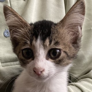 仲良し5兄弟キジシロ♂2か月半くらい(ひろ君)