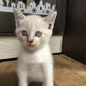 子猫です！