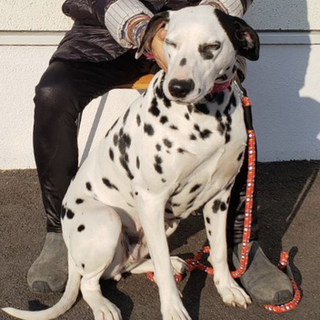 ダルメシアンの女の子　