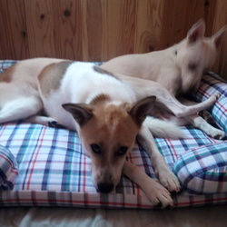 「新しいベッド」サムネイル2