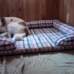 「新しいベッド」サムネイル3