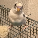 セキセイインコ(4ヶ月)1羽
