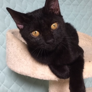 カリン糖みたいな尻尾「かりん」ちゃん