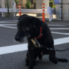 優しい保護犬のおじいちゃん サムネイル2