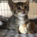人懐こくて賢いキジトラ ココちゃん