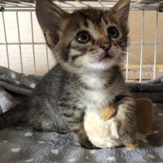 人懐こくて賢いキジトラ ココちゃん