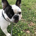 一時応募停止。選考中。活発なフレンチブルドック ♂