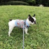 一時応募停止。選考中。活発なフレンチブルドック ♂ サムネイル2