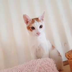 大阪市北区*子猫&大人ねこの譲渡会 サムネイル2