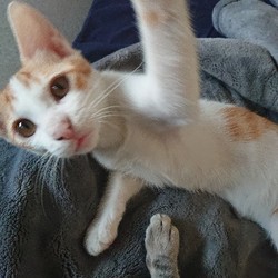 大阪市北区*子猫&大人ねこの譲渡会 サムネイル3