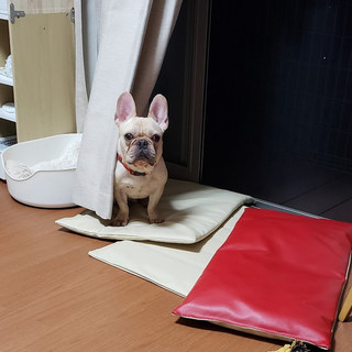 応援多数フレンチ ポットくん