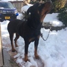 雪融けのころ、いつも鼻先で春を探します